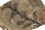 Conifer (Thuja) Fossil - McAbee, BC #255579-1